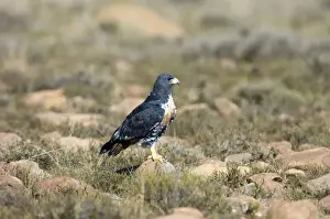 Aakel Bussarde nutzt Stein als Beobachtungspunkt zur Jagd auf Beute. Lebt in Bergenregionen und angrenzenden Graslandschaften. Einfach für Südafrika südlich der Sahara. Nationalpark Bergzebra, Ostkap, Südafrika