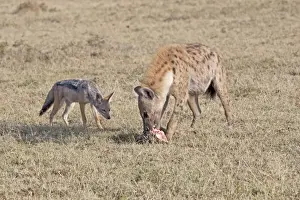 Maasai Mara Wildlife Photography Drucke: Jackal (Canis mesomelas)