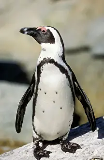 Drucke von Wat-6794 Rumpelwild-Pinguin Spheniscus demersus M. Watson Bitte beachten Sie, dass Drucke nur für persönliche Anzeigezwecke gedacht sind und nicht reproduziert werden dürfen Pinguine Drucke: Pinguin Idiot