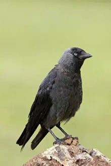 UK Birds Drucke: Jackdaw - Cornwall - UK