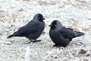 Winter Wildlife Photography Drucke: Jackdaws - in the frost