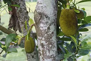 Artocarpus Heterophyllus Drucke: Jackfruit - fruit