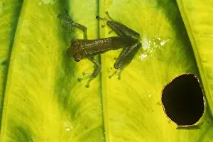 Rainforest Amphibians Drucke: Jade Tree Frog - cliging to leaf - Borneo