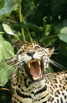 Drucke von WAT-7235 JAGUAR - Maul geöffnet, Zähne sichtbar Panthera onca Verteilung: Mittelamerika und Südamerika (Norden) von M Bilder Datiert 2004 November: Jaguar