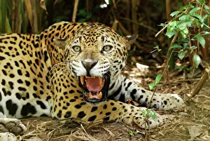 Drucke von Mar-128 Jaguar, Belize Panthera Onca von Thomas Marent. Bitte beachten Sie, dass Drucke nur für persönliche Anzeigezwecke gedacht sind und nicht reproduziert werden dürfen Jaguar Drucke: Jaguar Belize ist ein Hotel in San Ignacio