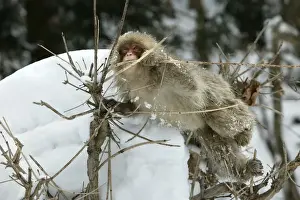 M Watson Photography Prints Drucke: Japanese Macaque Monkey - in tree, biting branch. Hokkaido, Japan