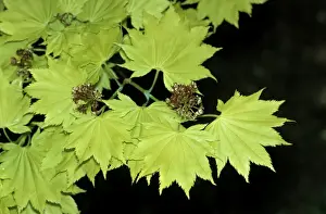 Close Up Nature Photographs Drucke: Japanese Maple
