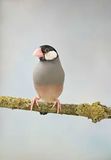 Drucke von BB-755 Java-Sparrowschau aus der Vorderseite - Gefangene Bedfordshire UK Padda oryzivora Wild im Java Reisfink Drucke: Sparrenjavasch - Frontansicht gefangen genommen Wild in Java