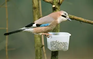Bird Photography Winter Scene Drucke: Jay - at bird feeder in winter