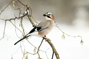 Garrulus Glandarius Species Drucke: Jay - perched in hazelnut bush, winter, Lower Saxony, Germany