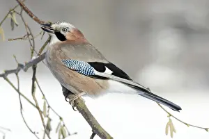 Drucke von USH-3898 Jay - gesetzt auf Eichebusch im Winter Niedersachsen Deutschland Garrulus glandarius Duncan Usher Bitte beachten Sie Verwandte Bilder Drucke: Eiche - gesetzt im Haselnussbusch, Winter, Niedersachsen Deutschland