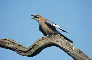 Garrulus Glandarius Species Drucke: Jay - sounding alarm