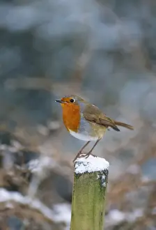 John Daniels Wildlife Art Drucke: Robin