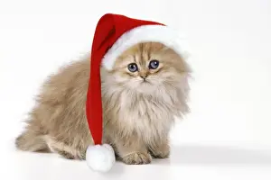 Holiday Pet Photos Drucke: JD 16219-M