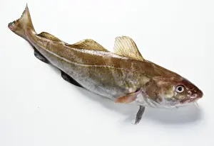 White Background Fish Images Drucke: Cod