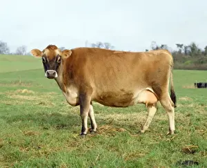 Rinderkuh aus Jersey
