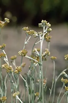 Kaknussblume