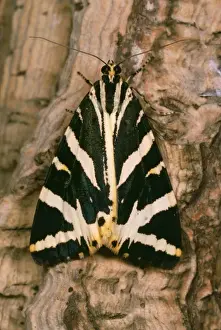Tiger moth of Jersey