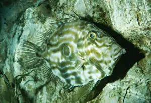 John Dory Fish Drucke: John Dory Fish Disruptine lines / pattern, UK marine