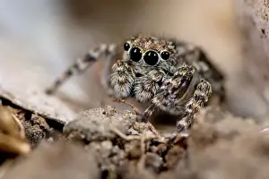Springer spinne auf Schneckenschale, Großbritannien