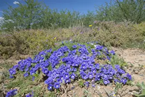 Scrophulariaceae Plant Drucke: Karoo Violet - forms carpets up to 1 metre in diameter
