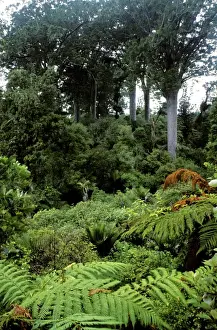 Australian Native Trees Drucke: Kauri Pines - Coromandel Peninsula, North Island, New Zealand JPF19223