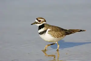 Personal Display Art Prints Drucke: Killdeer