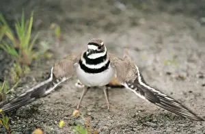Personal Use Bird Prints Drucke: Killdeer Plover Feining injury