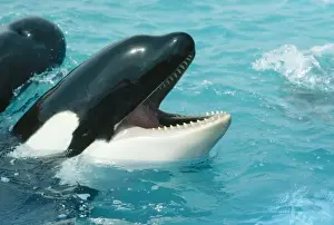 Wildlife Photography Artwork Drucke: Killer Whale