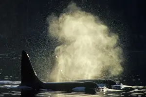 Orcinus Orca Images Drucke: Killer Whale - two ml162