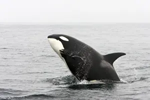 California Marine Life Drucke: Killer whale / Orca - breaching - transient type