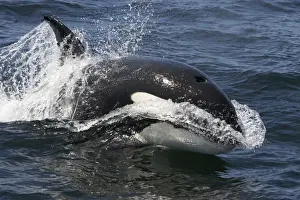 Orcinus Orca Species Drucke: Killer whale / Orca - transient type