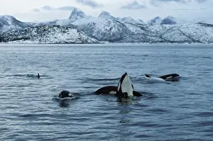 Orca-Wale Diese Bevölkerung von Orka-Walen ernährt sich von Heringen. Im Herbst treten Scholen von Heringen in die Fjorde der Nordwestküste Norwegens und folgen dann Pools mit Orka-Walengesellschaft