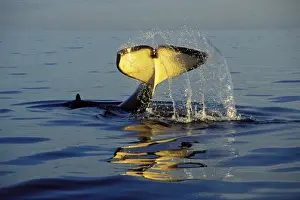 Tom And Pat Leeson Photography Drucke: Killer Whale - tail slapping, common behavior. Pacific Northwest. ml1157