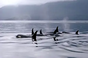 Orcinus Orca Species Drucke: Killer whales
