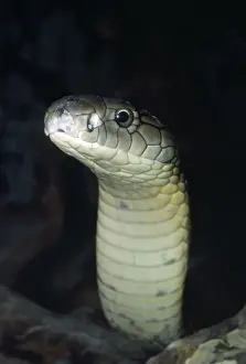 King Cobra Drucke: King Cobra