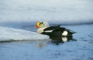 Chris Knights Photography Drucke: King Eider Duck