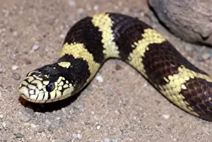 Wildlife Snakes Drucke: King Snake