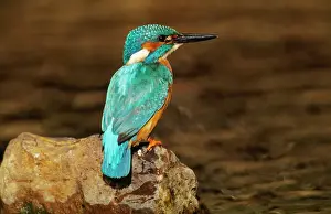 Drucke von USH-184 Königfisch - auf Fels sitzt Alcedo atthis von Duncan Usher Bitte beachten Sie, dass Drucke nur für persönlichen Anzeigezweck gedacht sind und nicht reproduziert werden dürfen Coraciiformes Drucke: Kingfisher