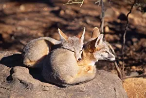 Personal Use Animal Artwork Drucke: Kit Fox - x 2