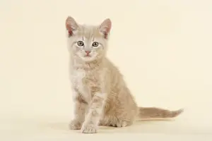 Single Pet Photography Drucke: KITTEN