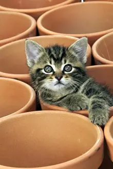 Jean Michel Labat Prints For Sale Drucke: Kitten in flower pot