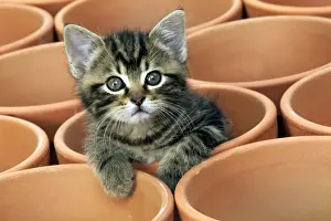 Katze im Blumenkorb