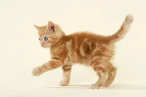 Drucke von JD-22228 KITZEN. ( Ziegenfarben ) Hans Daniel Bitte beachten Sie, dass Drucke nur für persönliche Anzeigezwecke gedacht sind und nicht reproduziert werden dürfen Verwandte Bilder Drucke: Katze, die als Kitten bekannt ist
