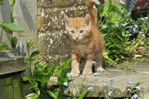 Baby Kittens For Sale Drucke: Kitten ( ginger) in the garden