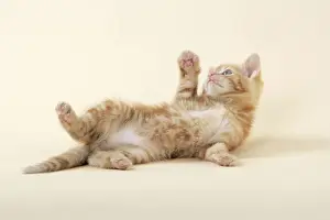 Tortoiseshell Kitten Drucke: KITTEN. ( ginger) playing