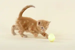 Drucke von JD-21178 KITTEL. (Ginger) spielt mit dekorativer Ei John Daniels Bitte beachten Sie, dass die Drucke nur für persönliche Anzeigezwecke gedacht sind und nicht reproduziert werden dürfen Verwandte Bilder Drucke: Katze, Kätzchen mit orangefarbenen Fell und Spielzeug-Ei im Dekorationsstil