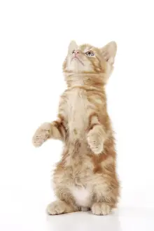 Tortoiseshell Kitten Drucke: KITTEN. ( ginger) sitting up