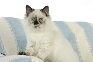 Baby Mammal Drucke: KITTEN. Kitten sitting