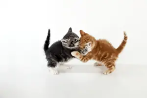Studio Cat Photography Ideas Drucke: KITTEN - Kittens playing together